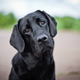 Illustration for article titled Pet Treats Have Killed Thousands of Pets and the FDA Has No Idea Why
